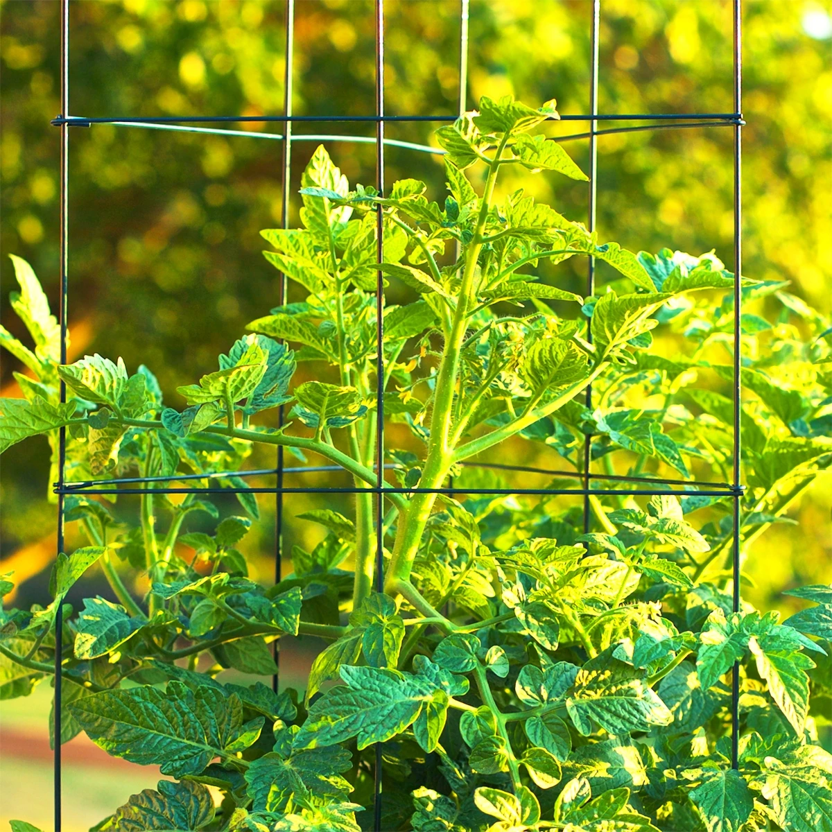 Origin Point Garden Craft GroTall 47" x 18" Tomato Trellis Origin Point Garden Craft GroTall 47" x 18" Tomato Trellis -Lawn & Garden shop 26450032 7