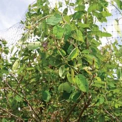 Quest Better Barrier Bird Netting 14 feet x 14 feet -Lawn & Garden shop 7010048 2