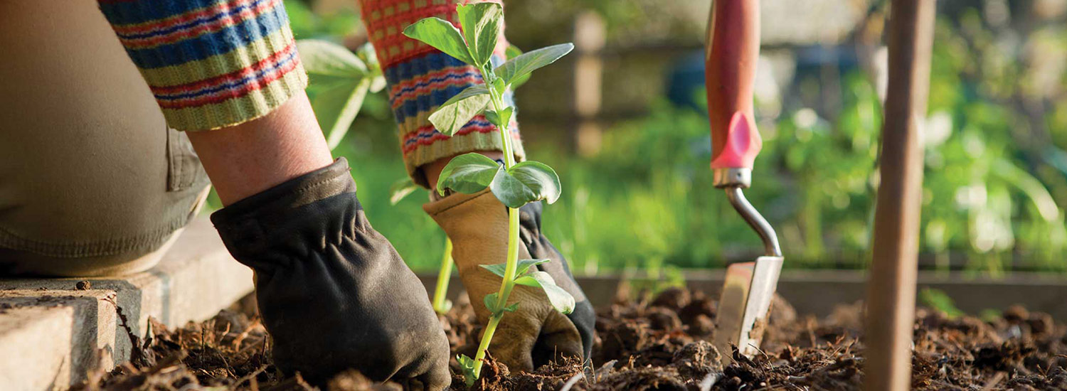 Lawn & Garden shop -Lawn & Garden shop 1 EnjoyGardening